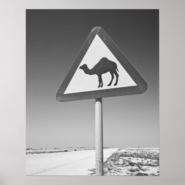 Katar, Al Zubarah. Camel Crossing Road Poster (Vorne)