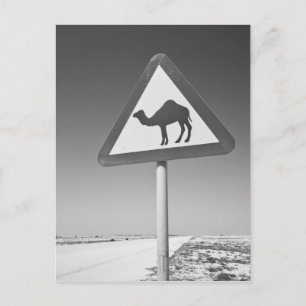 Katar, Al Zubarah. Camel Crossing Road Postkarte