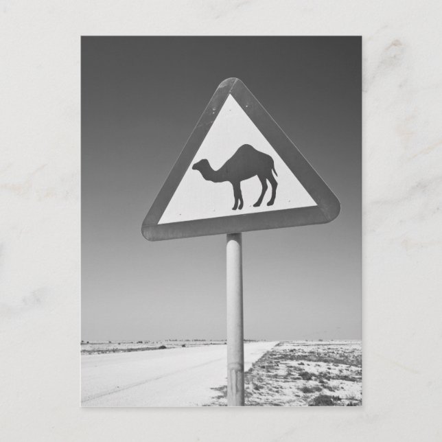 Katar, Al Zubarah. Camel Crossing Road Postkarte (Vorderseite)
