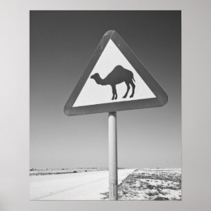 Katar, Al Zubarah. Kamel-Übergangszeichen-Straße n Poster