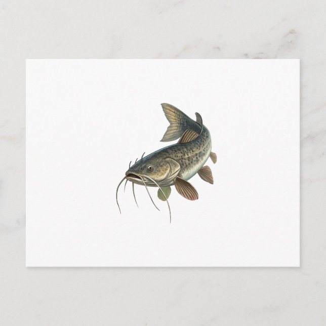 Katfisch Postkarte (Vorderseite)