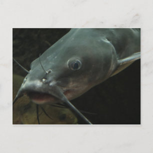 Katfisch Postkarte