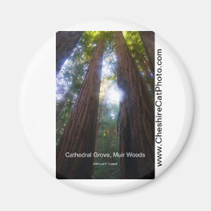 Kathedrale Grove, Muir Woods California Produkte Magnet