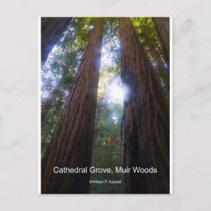 Kathedrale Grove, Muir Woods California Produkte Postkarte