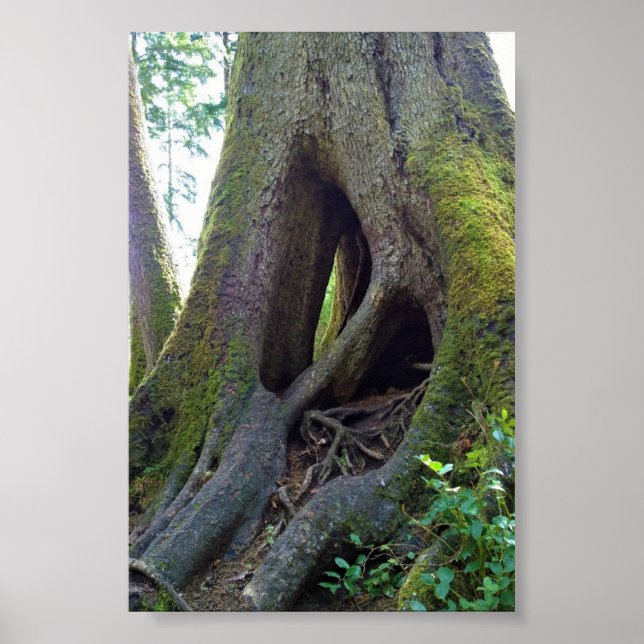 Kathedralenbaum, Astoria, Oregon Poster (Vorne)
