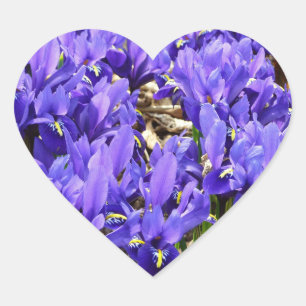 Katherine Hodgkin Irises Lila Frühlingsfloral Herz-Aufkleber