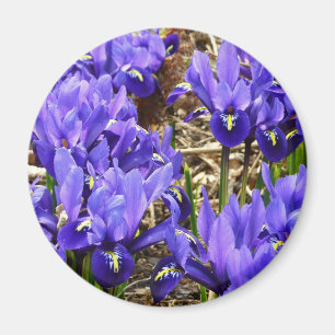 Katherine Hodgkin Irises Lila Frühlingsfloral Magnet