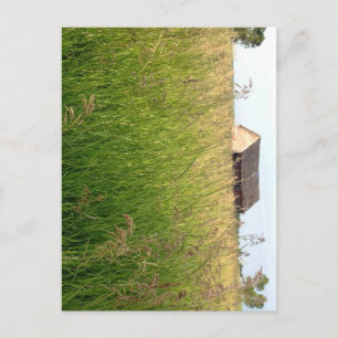 Kathleen Taylor's Amber Waves of Hay Postkarte