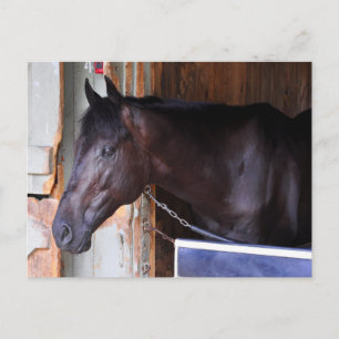 Kathy Ritvo Stables Postkarte