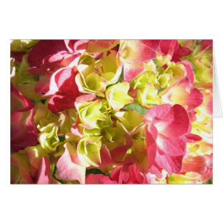 Katies Hydrangea