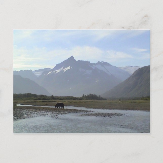 Katmai Brown Bear Postkarte (Vorderseite)
