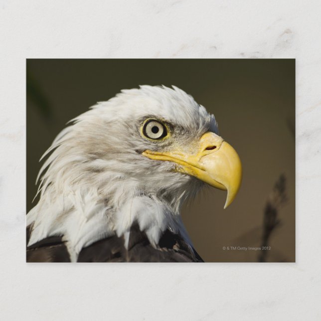 Katmai National Park, Alaska Postkarte (Vorderseite)