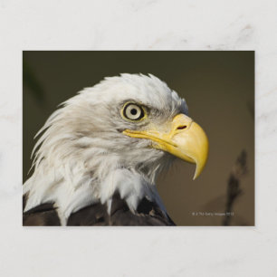 Katmai National Park, Alaska Postkarte