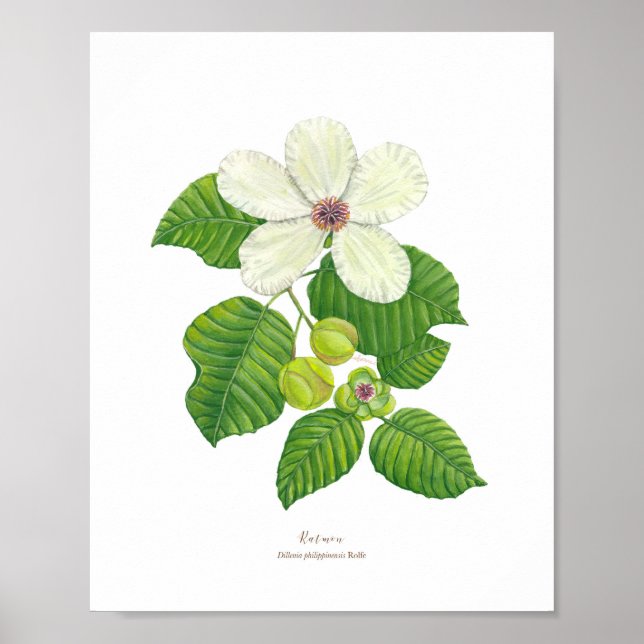 Katmon (Dillenia philippinensis) Ph Forest Blooms Poster (Vorne)