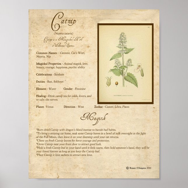 KATNIP MAGICK HERB POSTER (Vorne)
