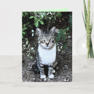 KATRONIN DER SCHWARZEN UND WEISSEN TÜRKISCHEN KARTE