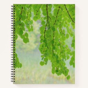 Katsura-Baumzweige im Frühling   Seabeck, WA Notizbuch