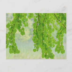 Katsura-Baumzweige im Frühling   Seabeck, WA Postkarte