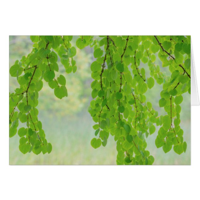 Katsura Tree Limbs in Springtime| Seabeck, WA (Vorderseite (Horizontal))