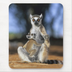Katta, (Lemur catta), Mutter und Mousepad