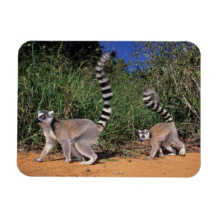Kattalemuren (Lemur Catta), Berenty Magnet