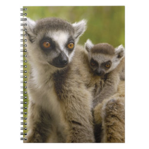 Kattalemuren (Lemur catta) Mutter & Baby. Notizblock