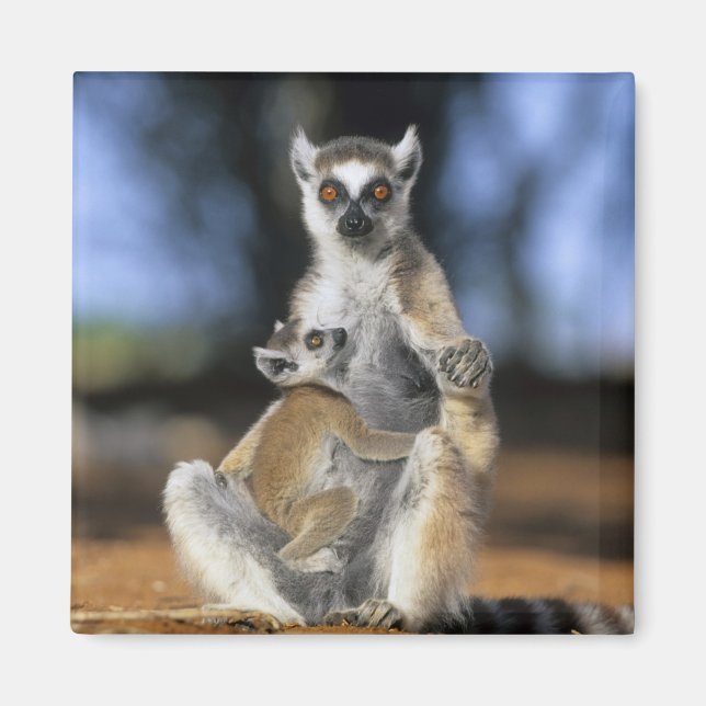 Kattenmaki, (Lemur catta), Mutter und Magnet (Vorne)