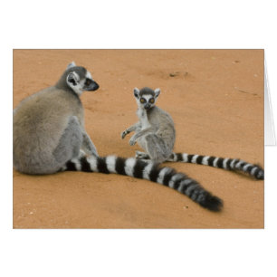 Kattenmakis, (Lemur catta), Berenty
