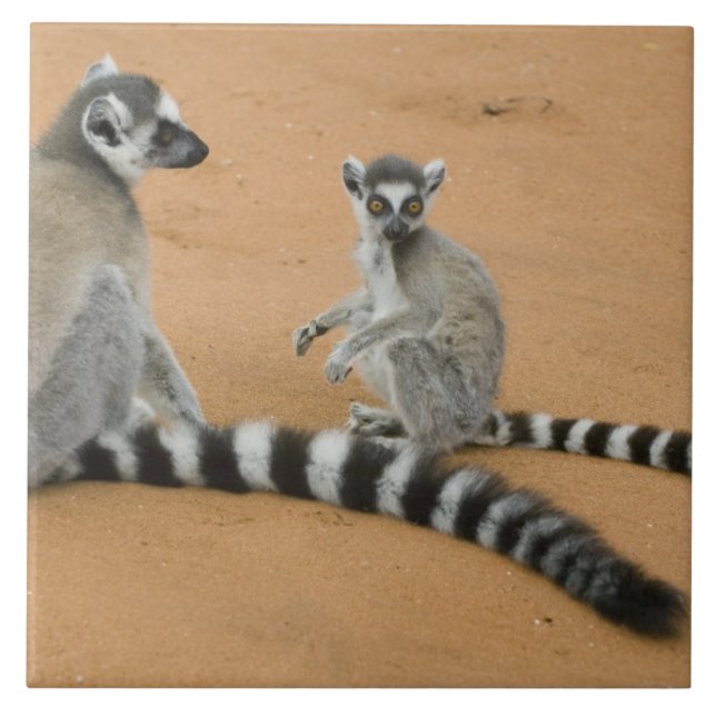 Kattenmakis, (Lemur catta), Berenty Fliese (Vorderseite)