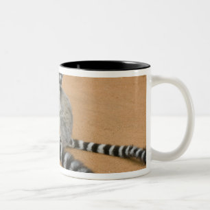 Kattenmakis, (Lemur catta), Berenty Zweifarbige Tasse