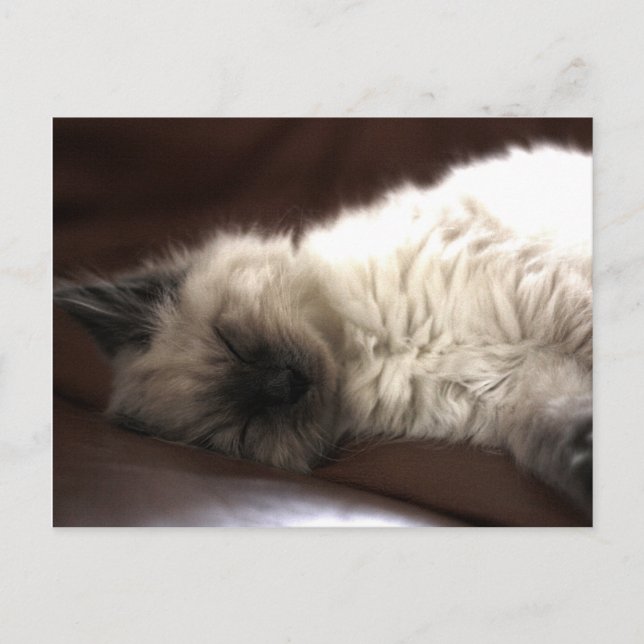 Kattunge/Kitten Postkarte (Vorderseite)