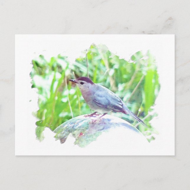 Katvogel auf einem Ball Postkarte (Vorderseite)