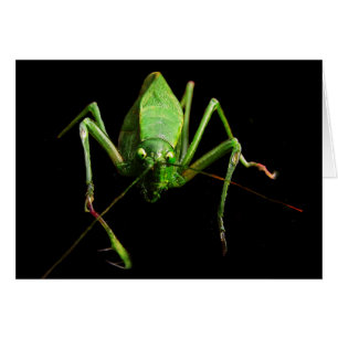 Katydid Blank Card