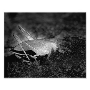Katydid Grasshopper in Schwarz-Weiß-Insekten 8x10 Fotodruck
