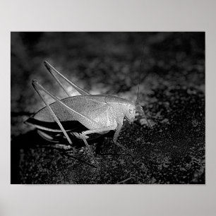 Katydid Grasshopper in Schwarz-Weiß-Insekten Poster
