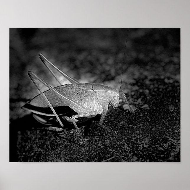 Katydid Grasshopper in Schwarz-Weiß-Insekten Poster (Vorne)