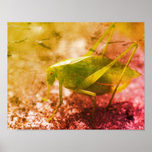 Katydid Grasshopper Insect Abstrakt Grunge Poster