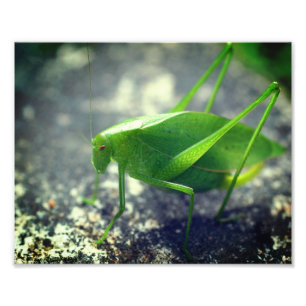 Katydid Grasshopper Insekt Nah bis 8x10 Fotodruck