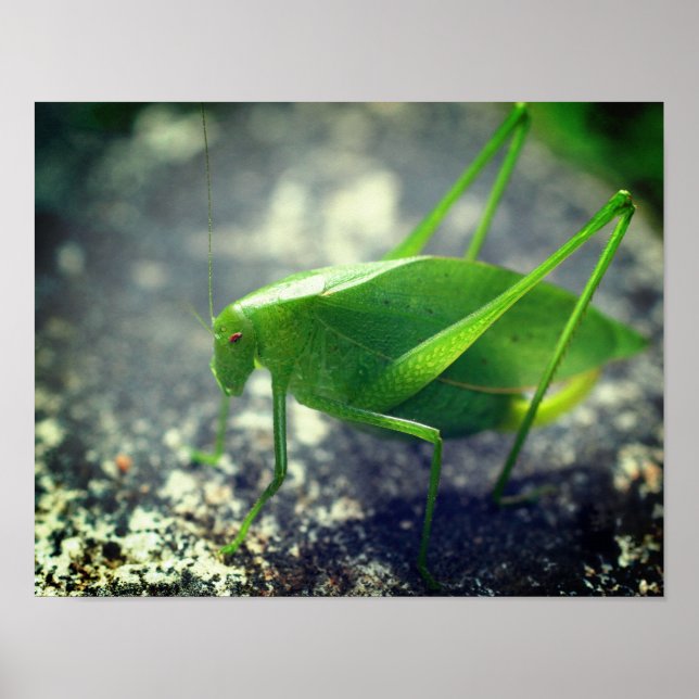 Katydid Grasshopper Insekt Nah hoch Poster (Vorne)