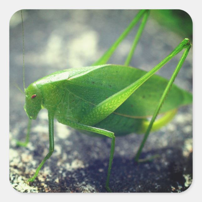 Katydid Grasshopper Nature Quadratischer Aufkleber (Vorderseite)