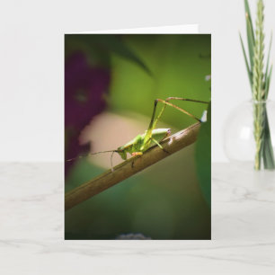 Katydid, Karte