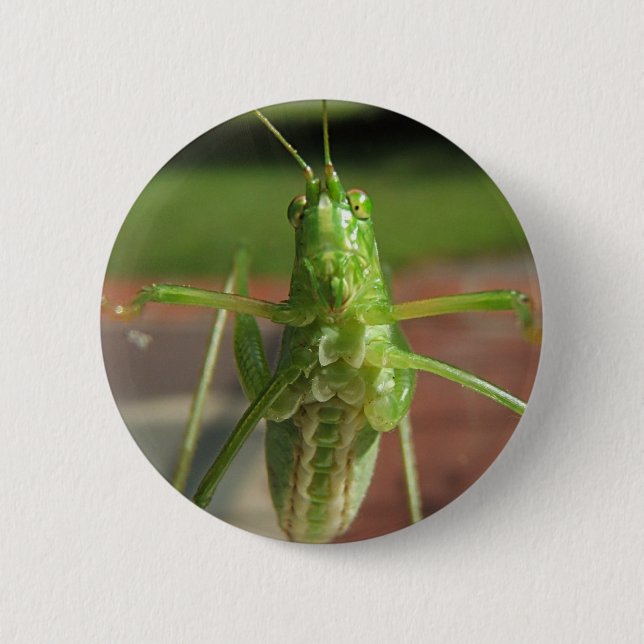 Katydid ~ Knopf Button (Vorderseite)