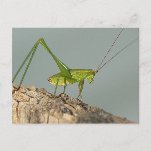 Katydid Postcard. Postkarte (Vorderseite)