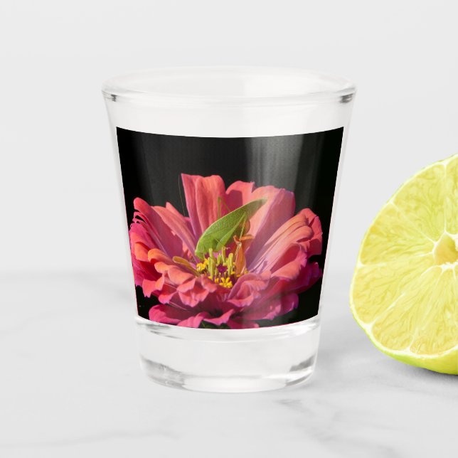 Katydid über Zinnia Schnapsglas (Vorderseite)
