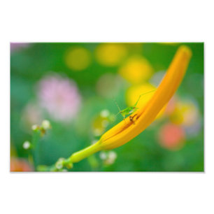 Katydid und Blume Fotodruck