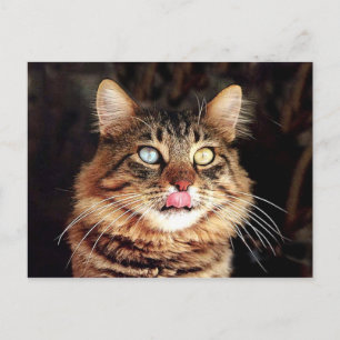 katz postkarte