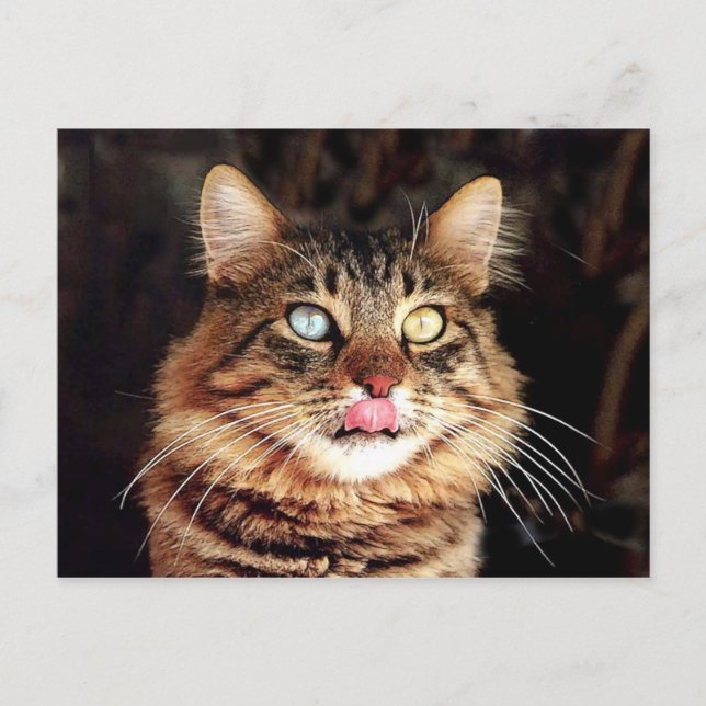 katz postkarte (Vorderseite)
