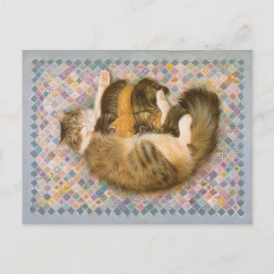 KATZBILDUNG  POSTKARTE