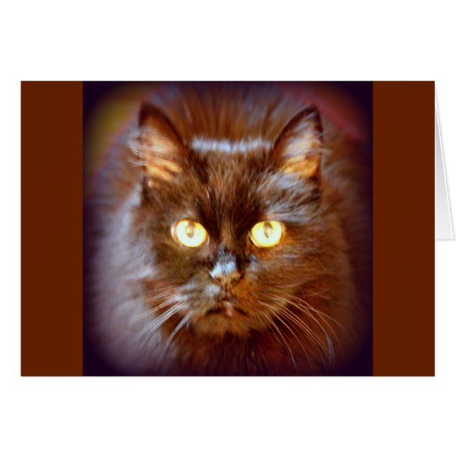 Kätzchen (Vorderseite (Horizontal))