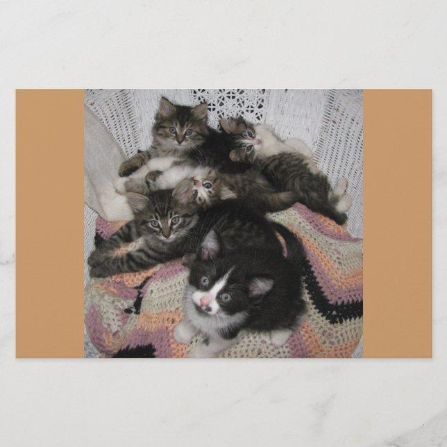 Kätzchen (Vorderseite)